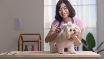 Essential Pet Grooming Tips Every Owner Should Know