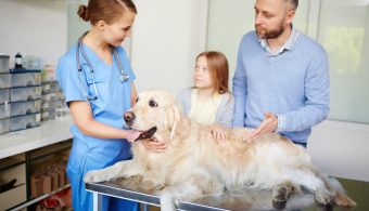 How to Choose the Right Vet for Your Pet