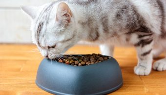 Top 10 Healthy Foods for Dogs and Cats