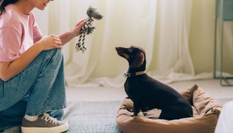 Daily Pet Care Routine for a Happy Life