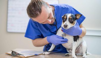 Signs Your Pet Needs Immediate Medical Attention