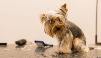 Grooming Mistakes Pet Owners Should Avoid