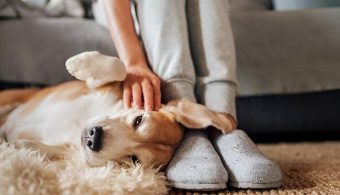 How to Reduce Pet Anxiety at Home
